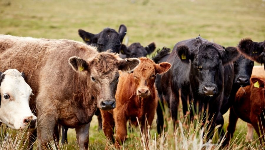 Discover the Truth: How Well Do You Understand the Meat You Consume?